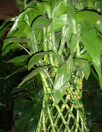 富贵竹的品种种类有哪些？富贵竹的常见栽培品种和造型种类介绍