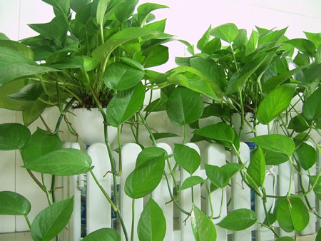 绿萝的栽种养护知识：生态习性和对生长环境的要求