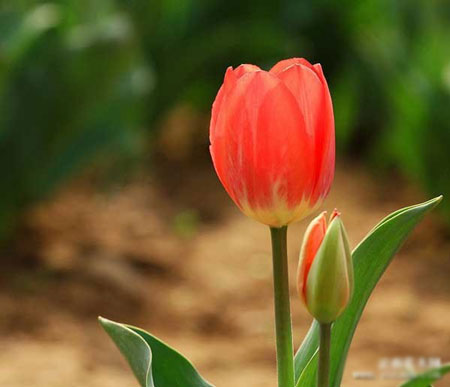 郁金香的栽种养护知识：生态习性和对生长环境的要求