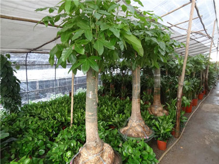 发财树怎么种植？发财树的种植方法和栽培技术
