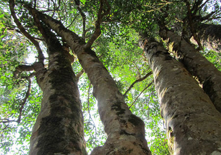 世界最大的野生茶树是什么茶树？在哪里？