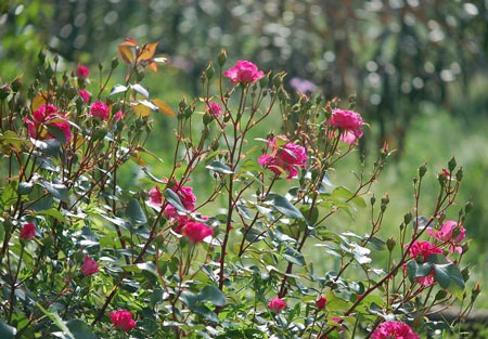 月季花品种名称及图片大全——艾弗的玫瑰