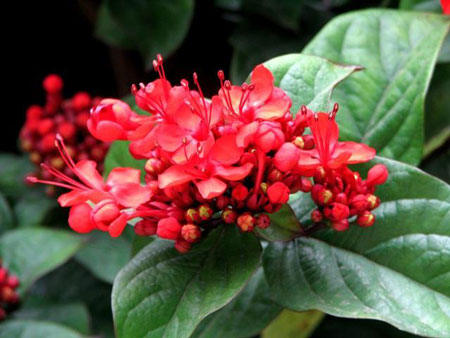 花卉植物艳赪桐(美丽赪桐、红龙吐珠)图片