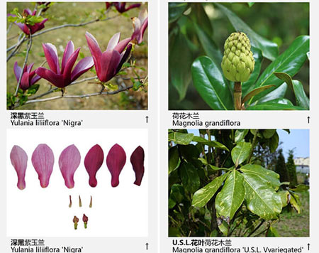 玉兰花品种图片——紫玉兰、荷花玉兰