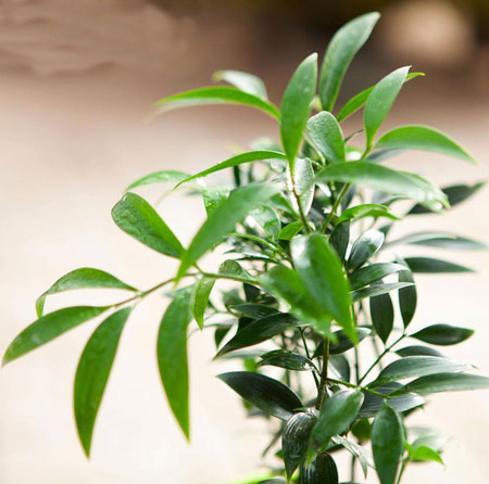 植物竹柏（长寿竹、罗汉柴、椤树）图片