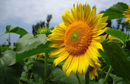 观赏向日葵的种植方法（图片）