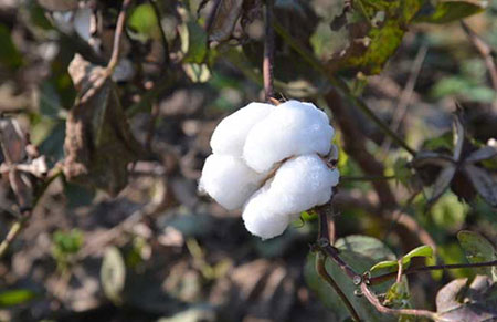 棉花怎么种植？棉花的种植技术和田间管理要点