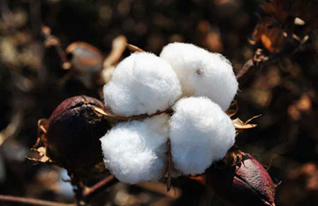 高产棉花品种有哪些？高产棉花的品种介绍