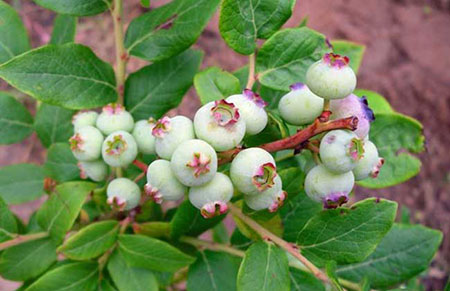 蓝莓种植要什么条件？蓝莓的生长习性和对生长环境的要求