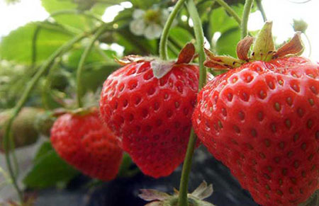 种植草莓用什么肥料好？草莓种植的施肥方法介绍