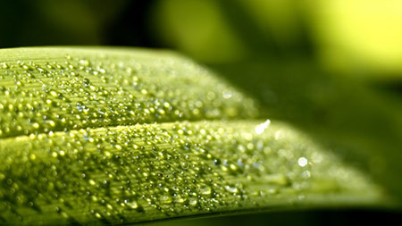 超高清护眼绿色植物晶莹水滴壁纸图片