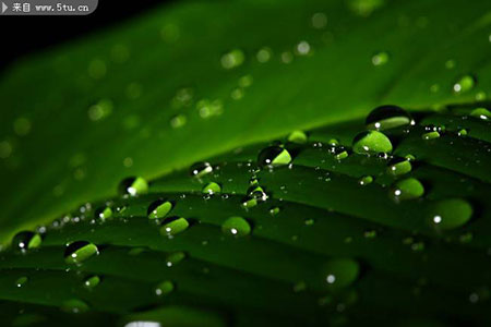 绿色植物上的水珠摄影图片