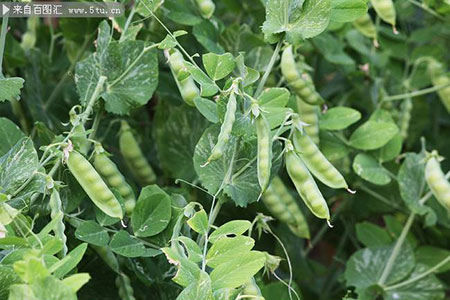 绿色植物豌豆超清摄影图片