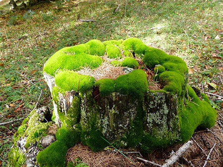 什么是苔藓植物？苔藓植物图片及简介