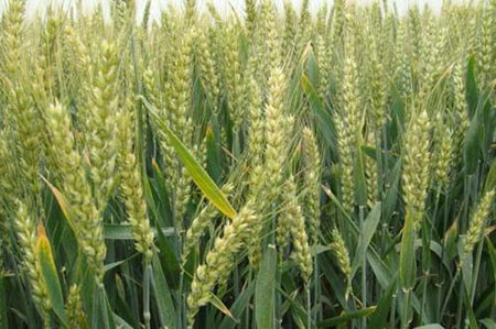 小麦什么种植？小麦种植时间和种植方法介绍