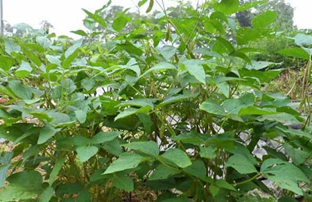 黄豆什么时候种植？黄豆种植时间和种植方法介绍