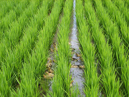 南方水稻什么时候种植？南方水稻种植时间和种植方法