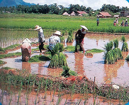 水稻什么时候种植？水稻种植时间和种植方法介绍