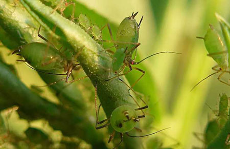 蚜虫怎么治才好？蚜虫的防治方法措施