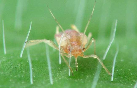 蚜虫的天敌有哪些？什么吃蚜虫？