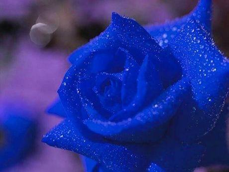 蓝玫瑰的花语 蓝玫瑰代表什么？