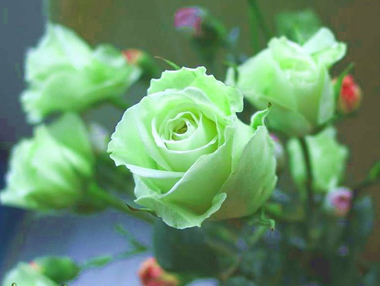 绿玫瑰花语 绿玫瑰代表什么？
