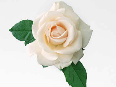 白玫瑰花语 白玫瑰代表什么意思？