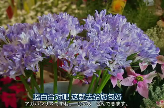日剧《不结婚》：蓝百合的花语