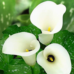 白色马蹄莲的花语是什么?