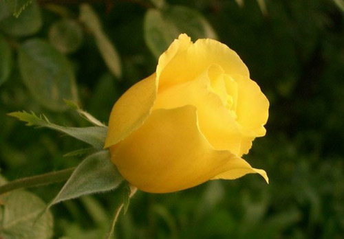 黄玫瑰的花语是什么?