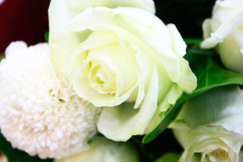 雪山玫瑰的花语是什么?
