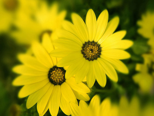 太阳花的花语是什么？