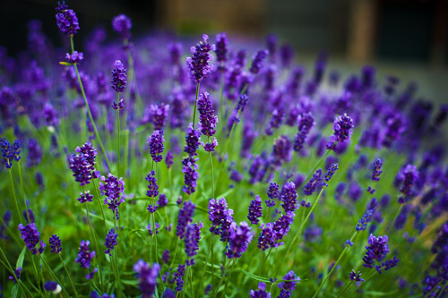 不同颜色的紫罗兰花语是什么？