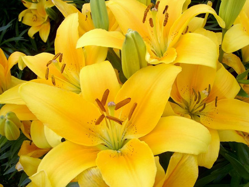 黄色百合花的花语是什么？
