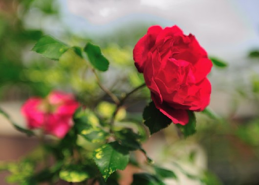 深红色蔷薇的花语是什么？