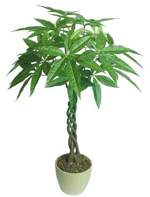 办公室绿化植物——招财进宝的“金钱树”