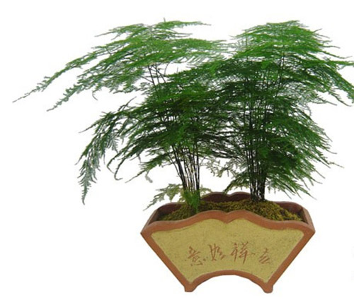 室内绿化植物——文竹