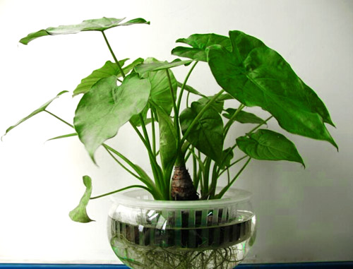 室内绿化观赏植物——华贵典雅的“滴水观音”