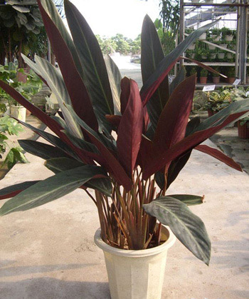 室内绿化植物——红背竹芋