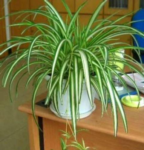 室内绿化净化空气的植物——吊兰