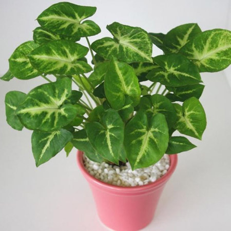 室内绿化净化空气的植物——合果芋