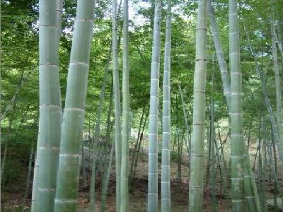 毛竹种植技术：毛竹林如何施肥？