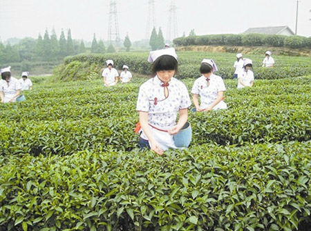 特色茶树品种及在城镇绿化中的应用