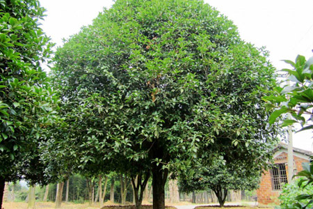 桂花树形态特征和主要产区分布