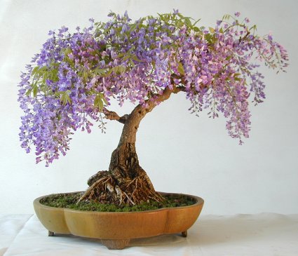 紫藤盆景的制作造型方法