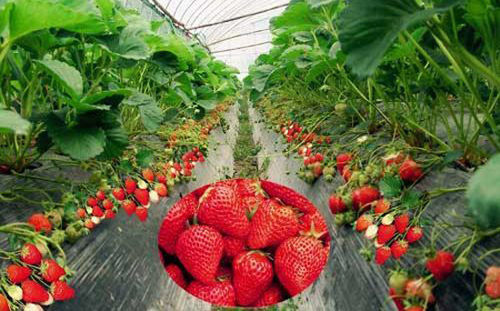 草莓无土栽培营养液配方