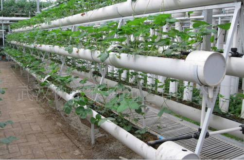 根据无土栽培植物吸收养分和水的比值来确定营养液配方