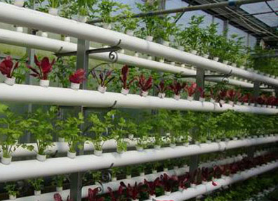 无土栽培技术如何替代土壤提供植物生长的基本条件