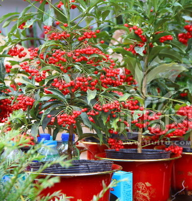 家庭养花品种推荐——红豆杉