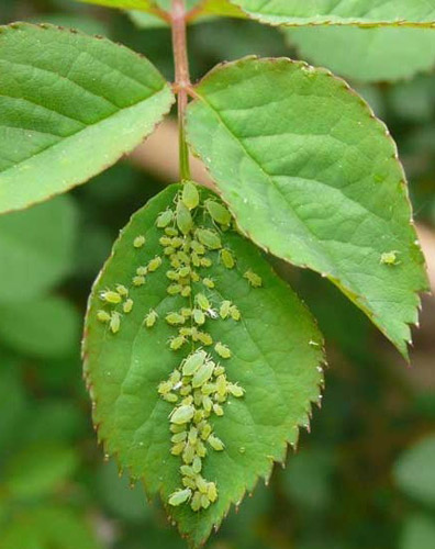种植花木最常见的三种害虫防治方法